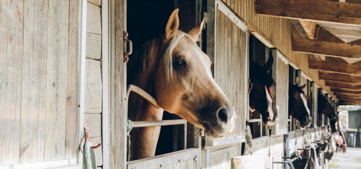 Horse Properties of Texas, horses in barn